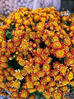 CHRYSANTHEMUM Kotoi No Kaori